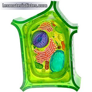 A vegetal eukaryotic cell