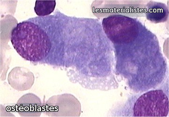 Photo au microscope d'ostéoblastes