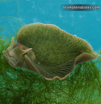 Elysia chlorotica, la limace de mer photosynthétique