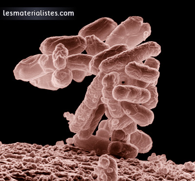 Des bactéries Escherichia coli