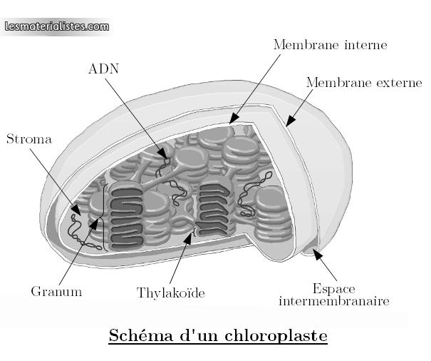 Schéma d'un chloroplaste