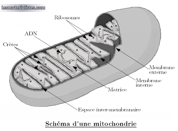 Schéma d'une mitochondrie