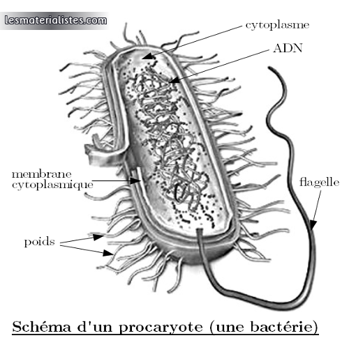 Schéma d'un procaryote