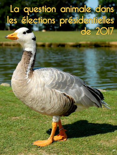 Lien vers la page regroupant les articles sur la question animale dans les élections présidentielles de 2017