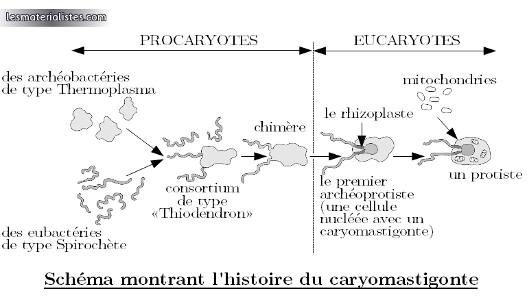 Schéma montrant l'histoire du caryomastigonte