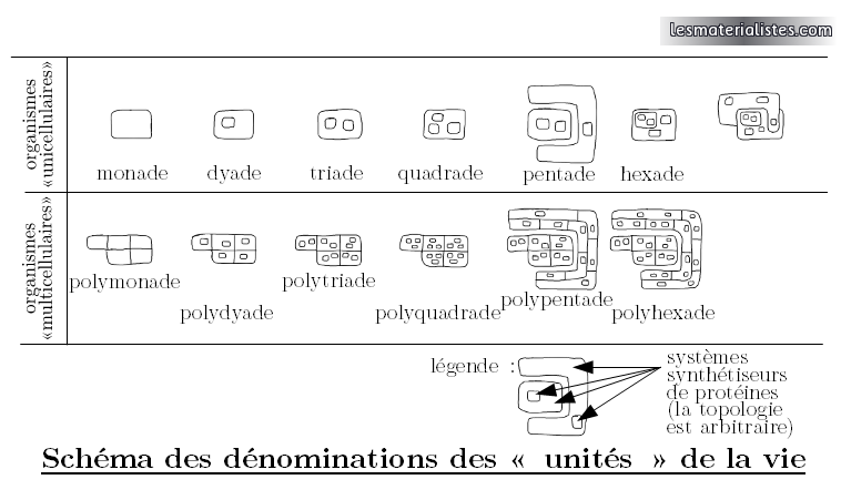 Schéma des dénominations des "unités" de la vie
