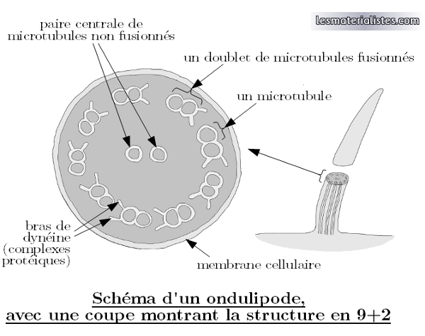 Schéma d'un ondulipode